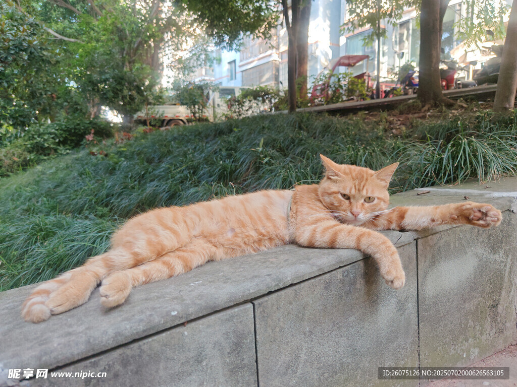 橘猫惬意趴卧石台上