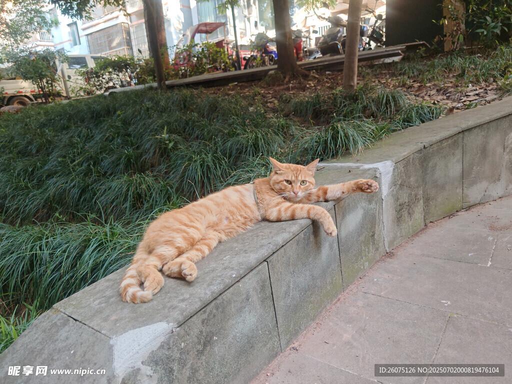 橘猫惬意趴卧石墙边