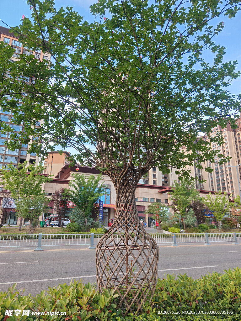 城市街道旁的别致景观树