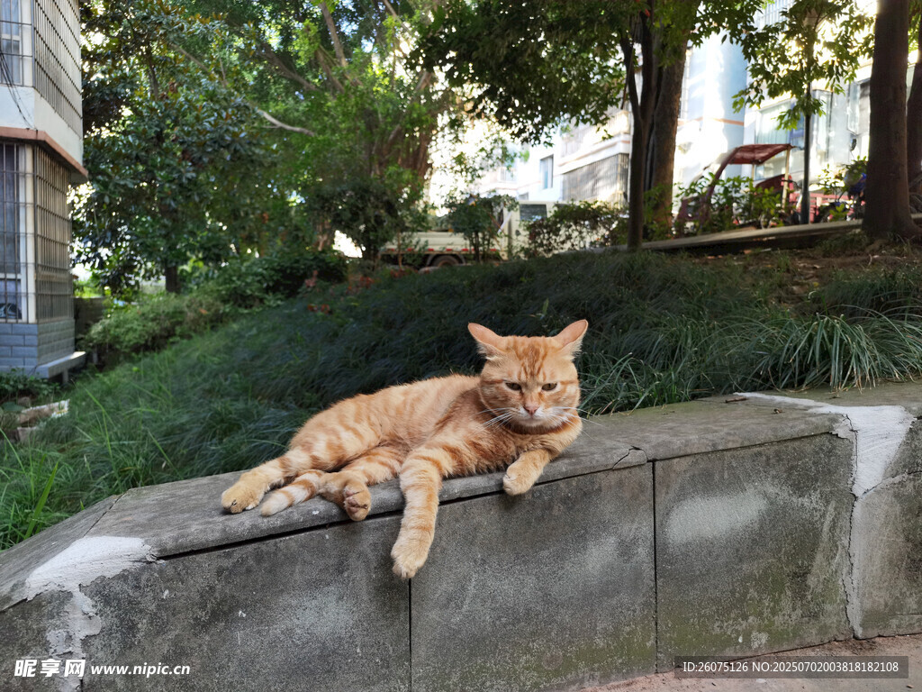 橘猫惬意趴坐石台上