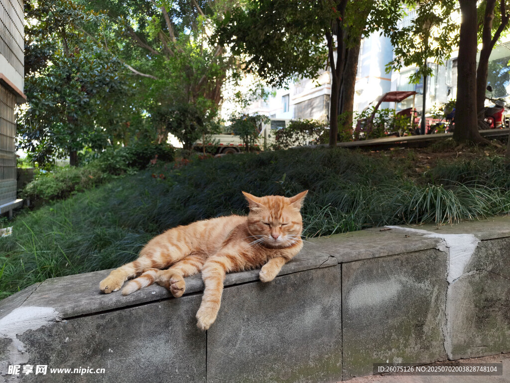 石台上休憩的橘猫
