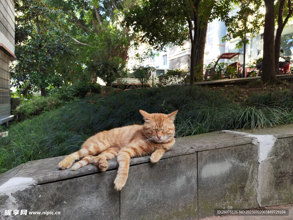 石台上休憩的橘猫