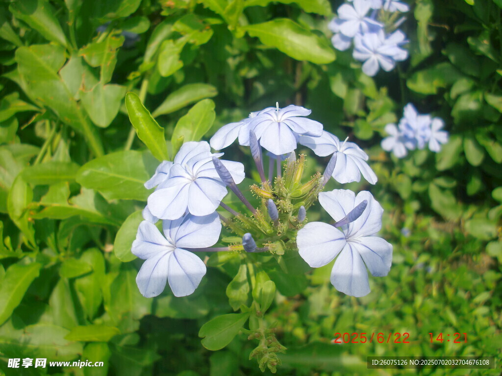 蓝雪花绽放绿意间