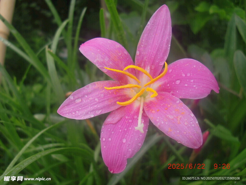 娇艳粉色风雨兰绽放