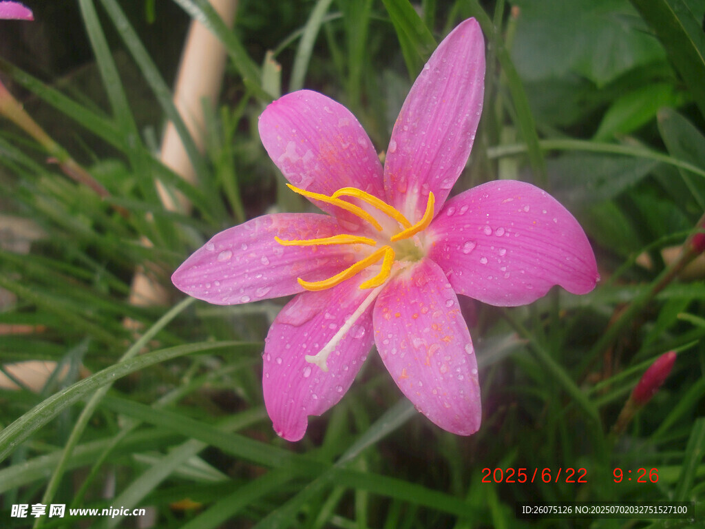 娇艳粉色风雨兰绽放
