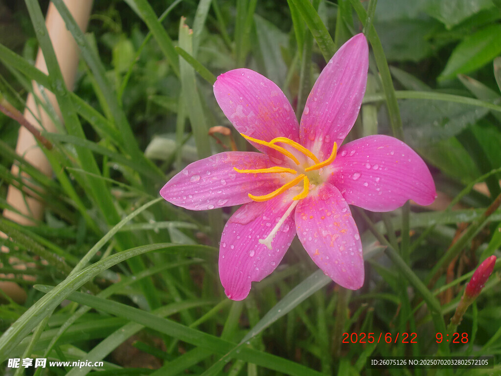 娇艳粉色风雨兰