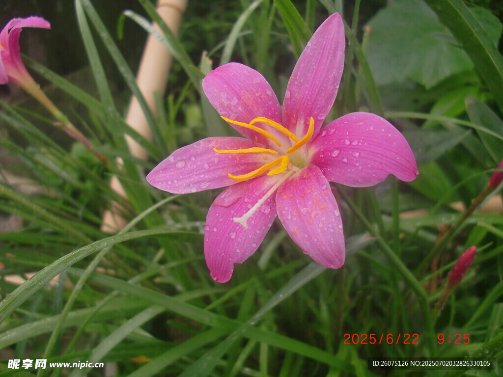娇艳粉色风雨兰绽放草丛
