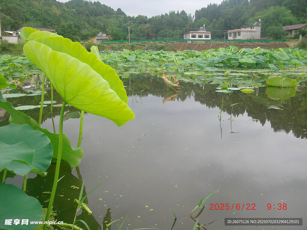 荷塘景致