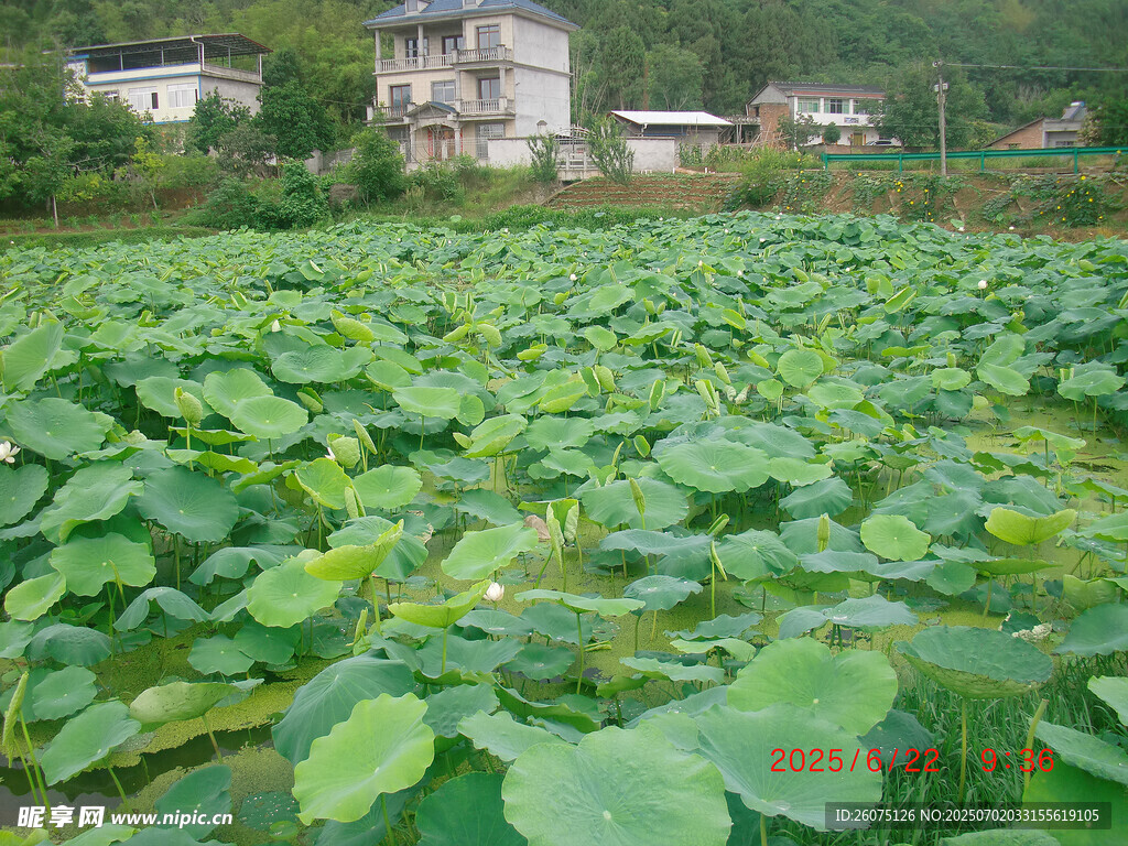 夏日荷塘美景