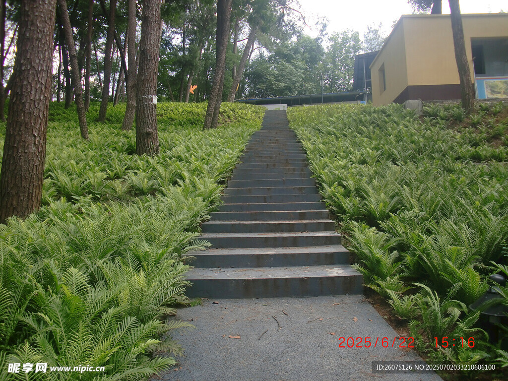 林间石阶小道