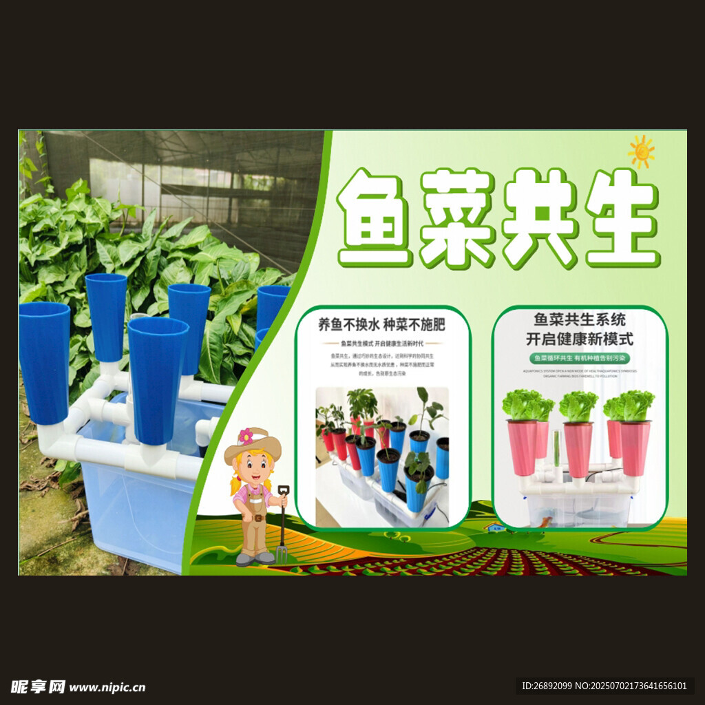鱼菜共生