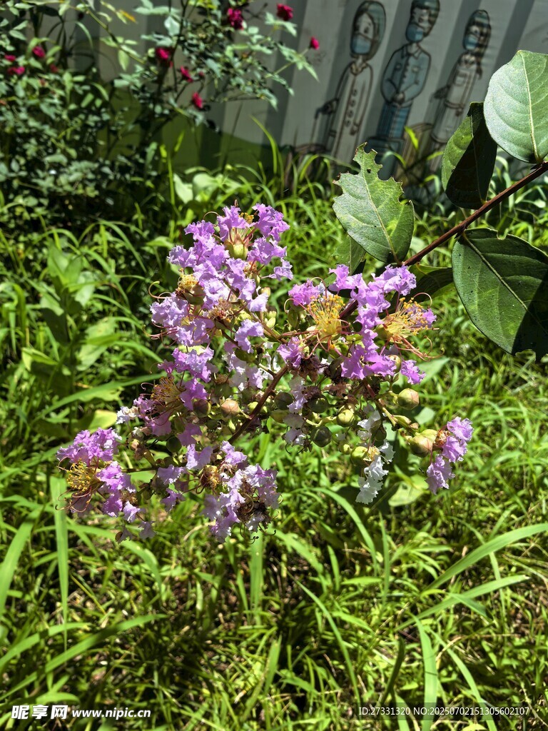 紫色小花绽放于绿植间