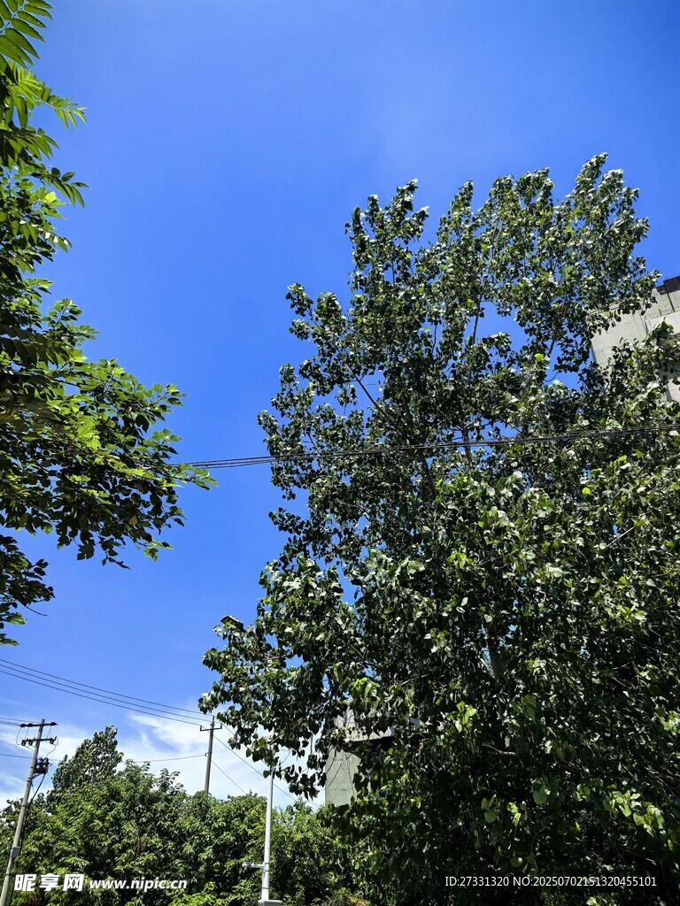蓝天绿树风景