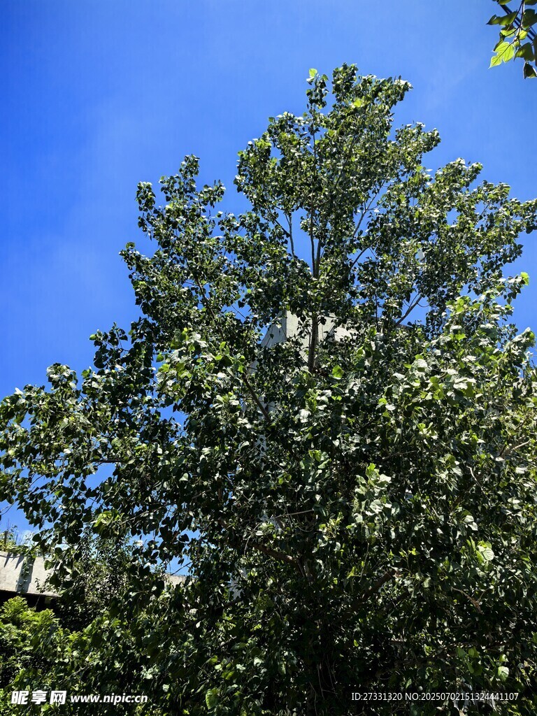 蓝天映衬下的繁茂绿树