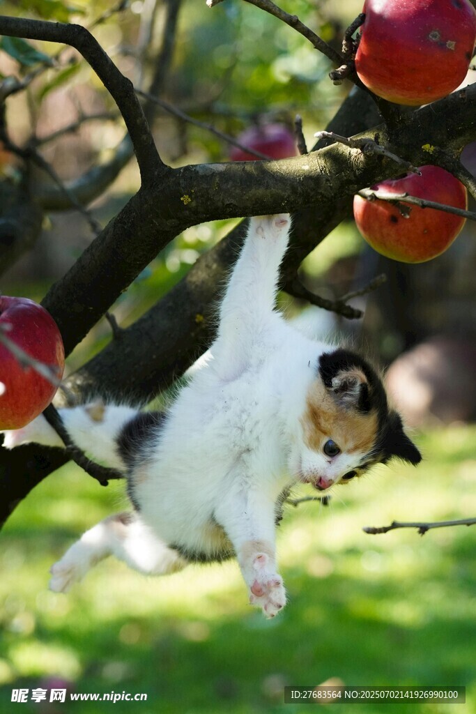 小猫倒挂枝头玩苹果