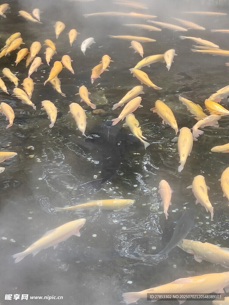 池塘中群聚的金色鲤鱼