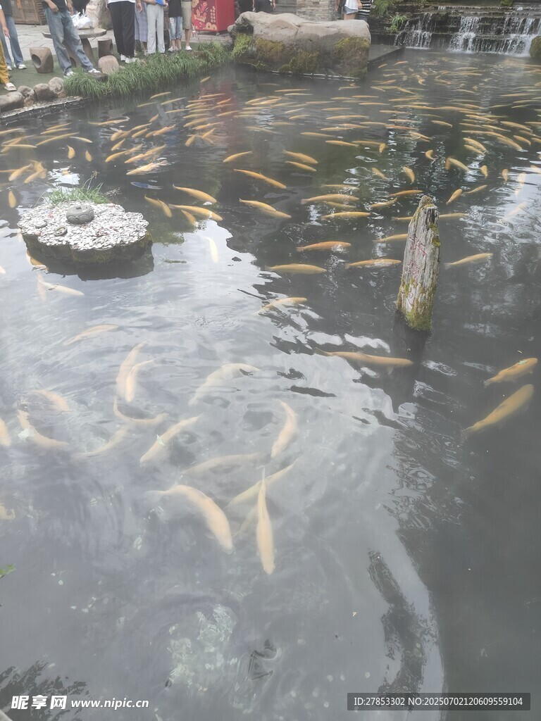 池塘中游动的多彩锦鲤