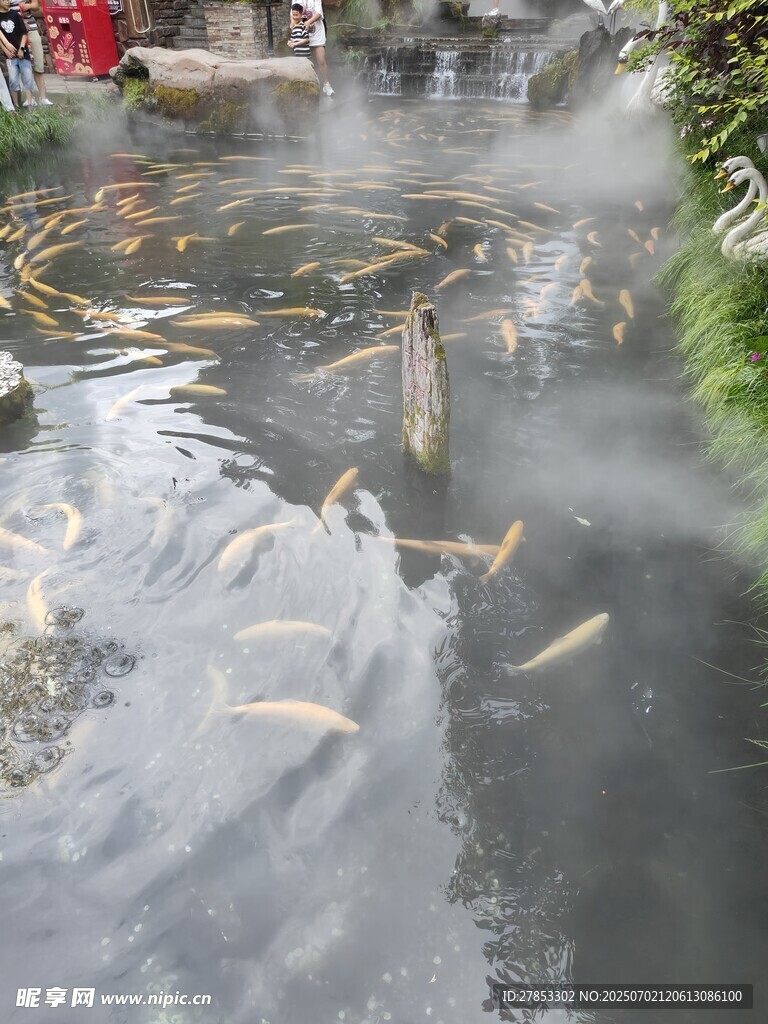 池塘中游动的多彩锦鲤