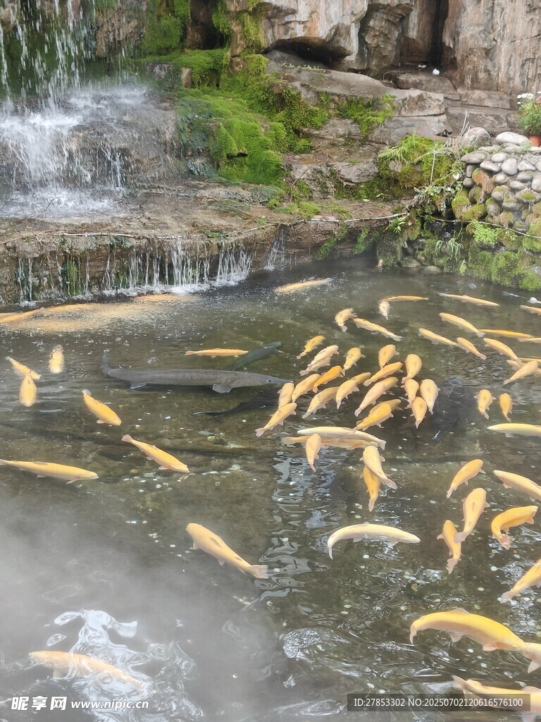 池塘中畅游的金色锦鲤