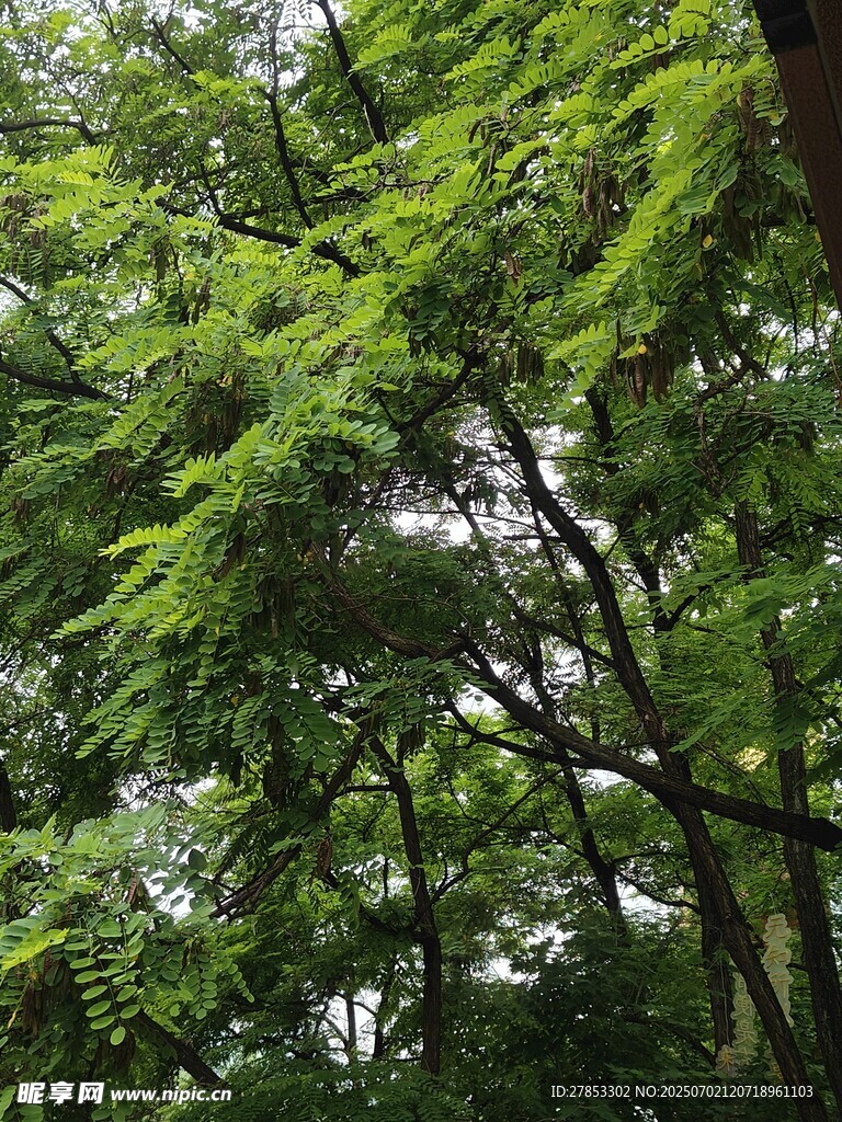 繁茂绿树