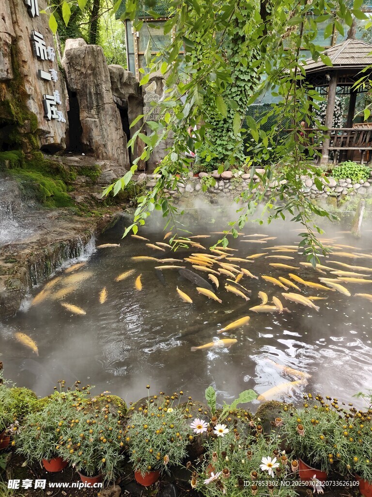 中式池塘锦鲤悠游美景