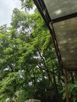 绿荫下的户外遮阳棚