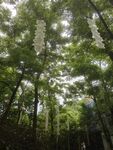 林间悬挂的白色风铃