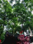绿荫下的多彩花卉景观