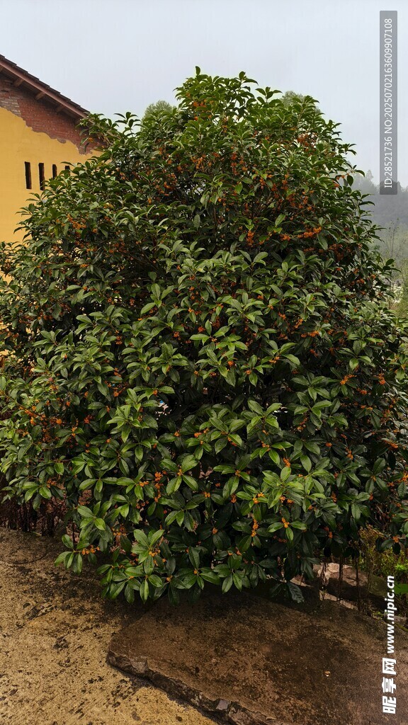 桂花树