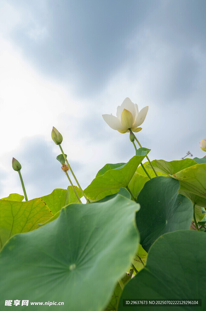 夏日荷花绽放美景
