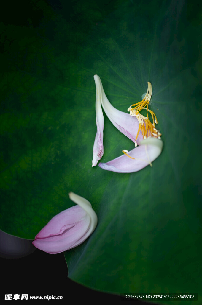 水中飘落的娇艳花瓣