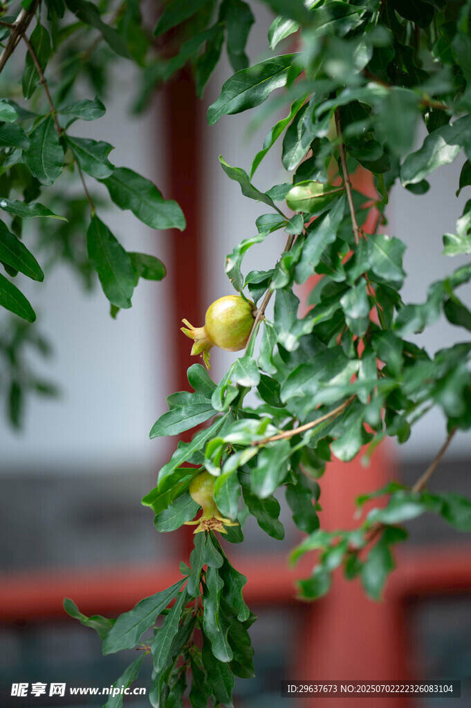 绿叶间的石榴