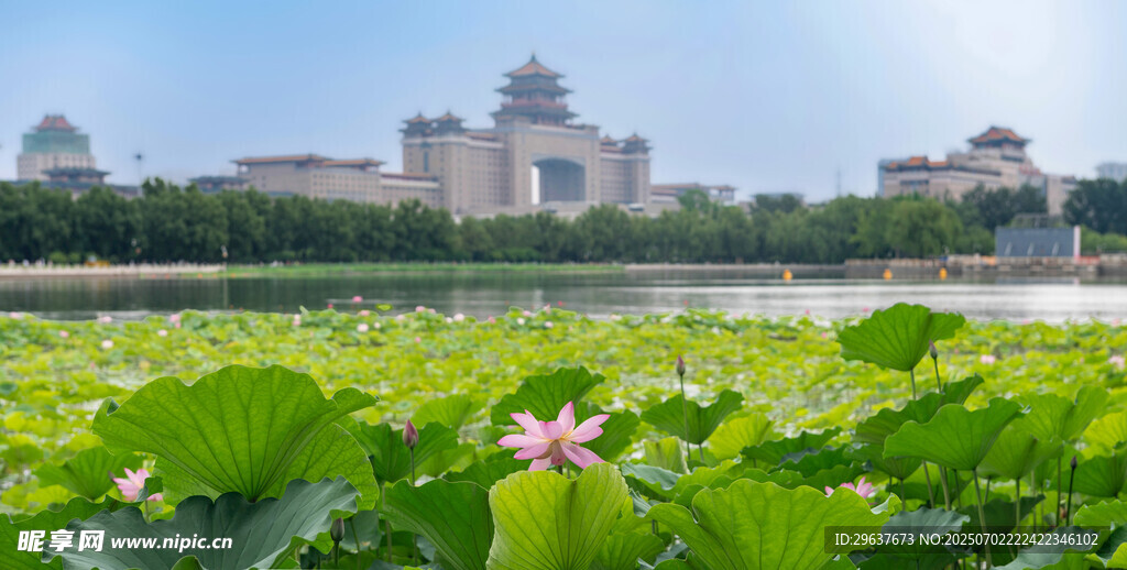 湖畔荷花与宏伟建筑景观
