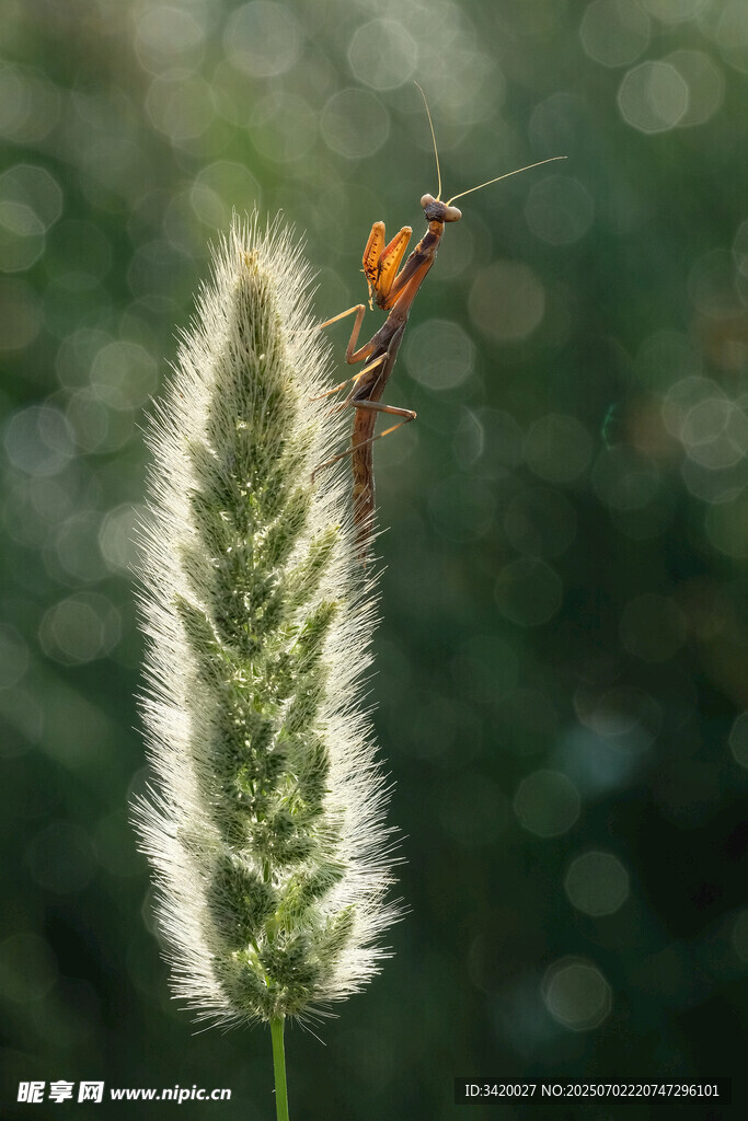 狗尾巴草