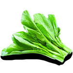 新鲜嫩绿青菜叶