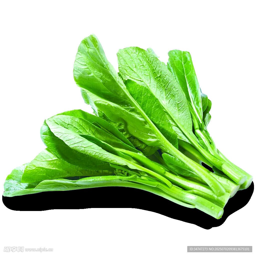 新鲜嫩绿青菜叶