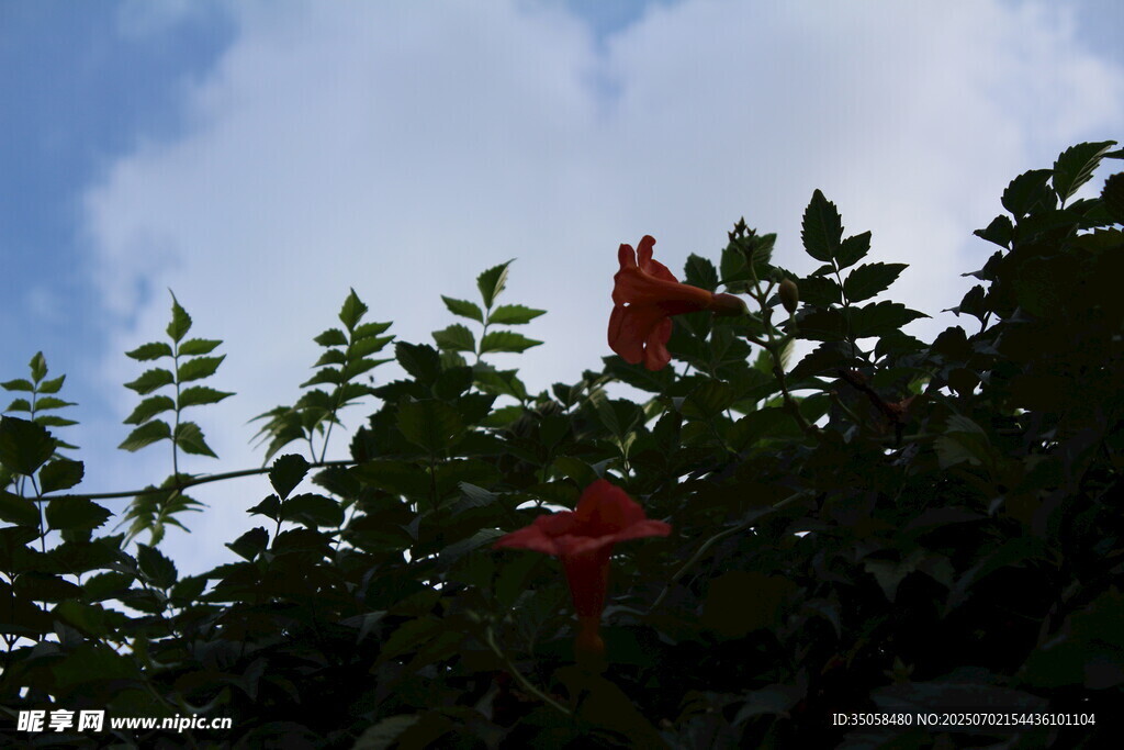 凌霄花 
