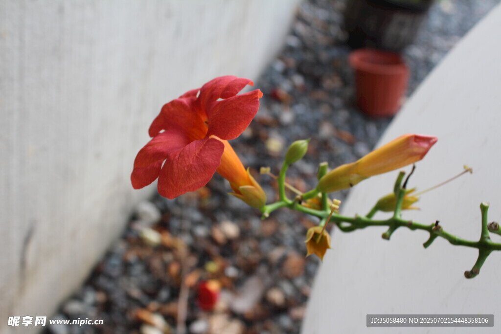 凌霄花  