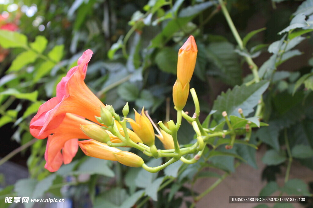 凌霄花  