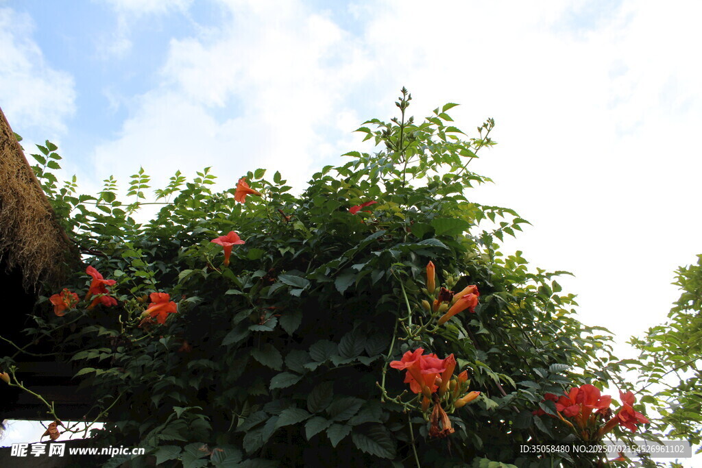  凌霄花