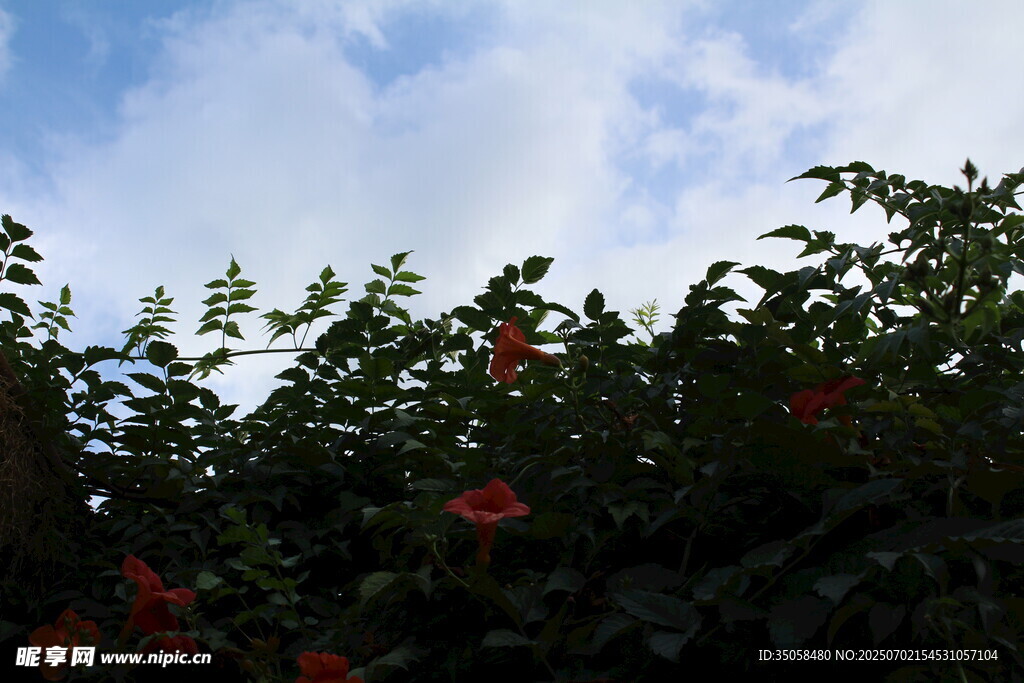 凌霄花  