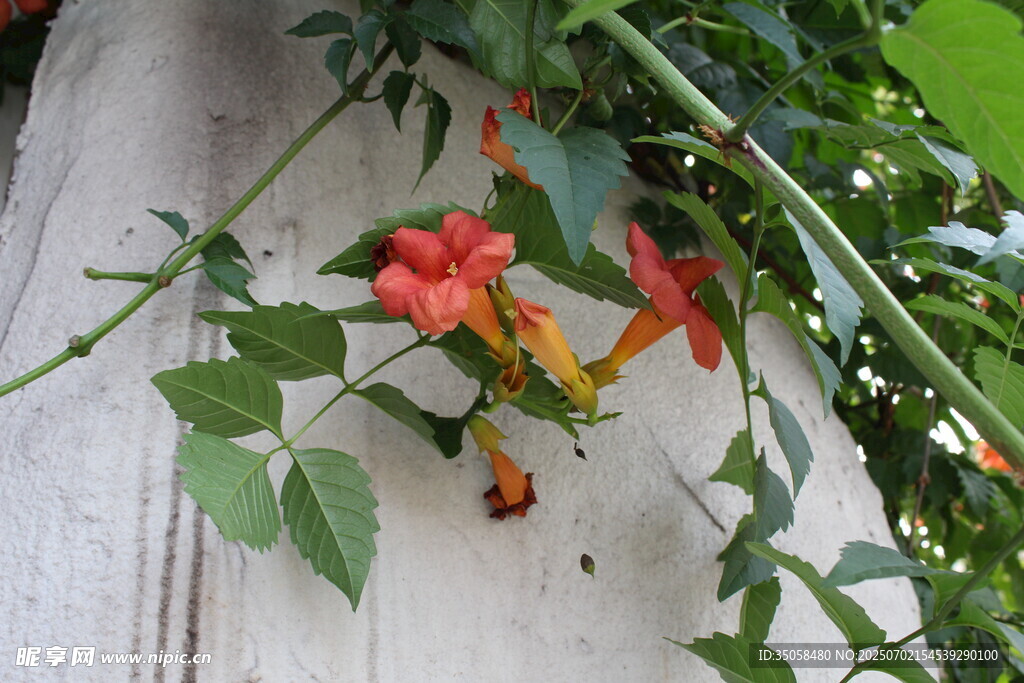  凌霄花