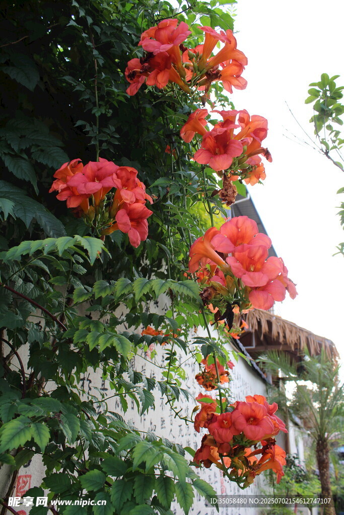 凌霄花 