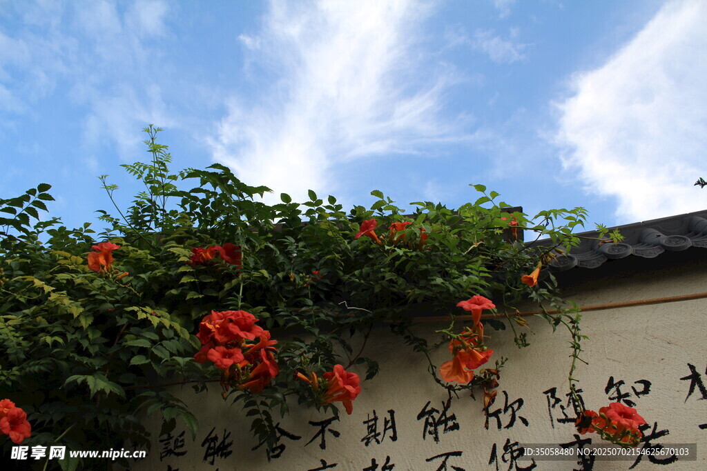 凌霄花  