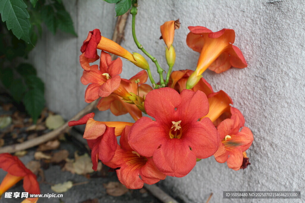 凌霄花  