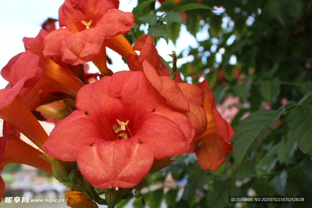  凌霄花