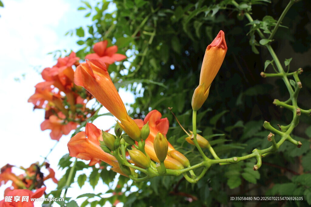 凌霄花  