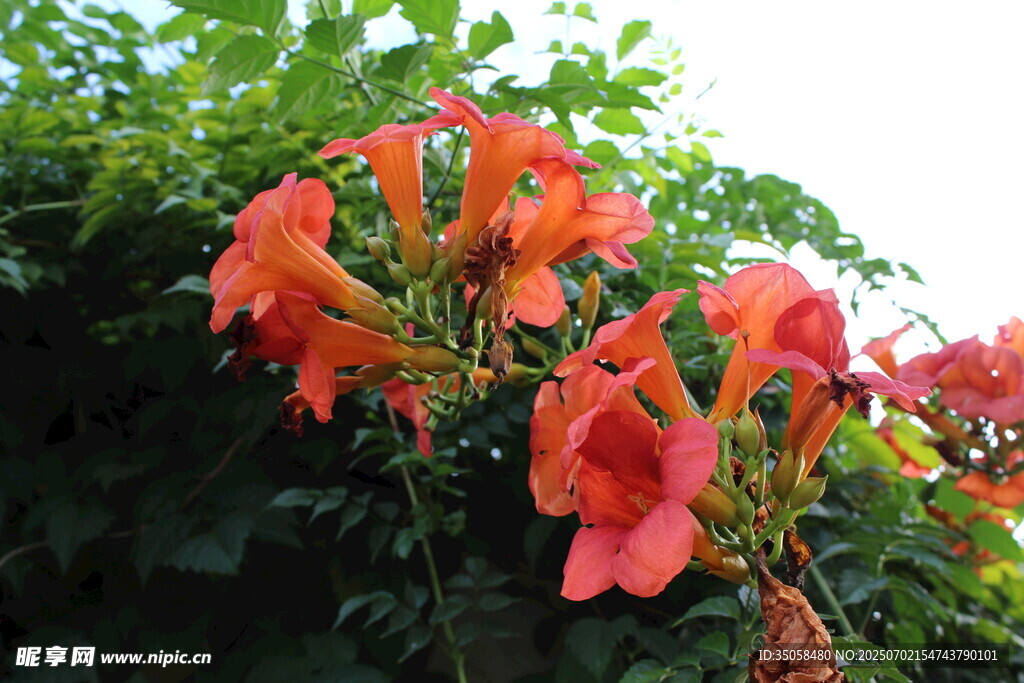 凌霄花  