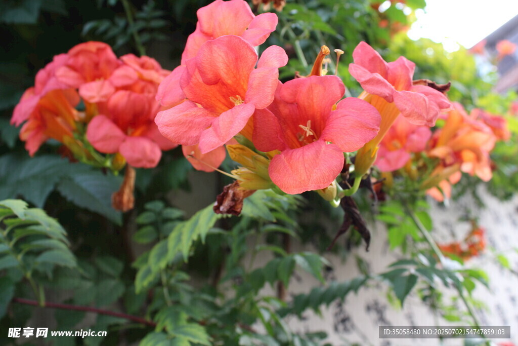 凌霄花  