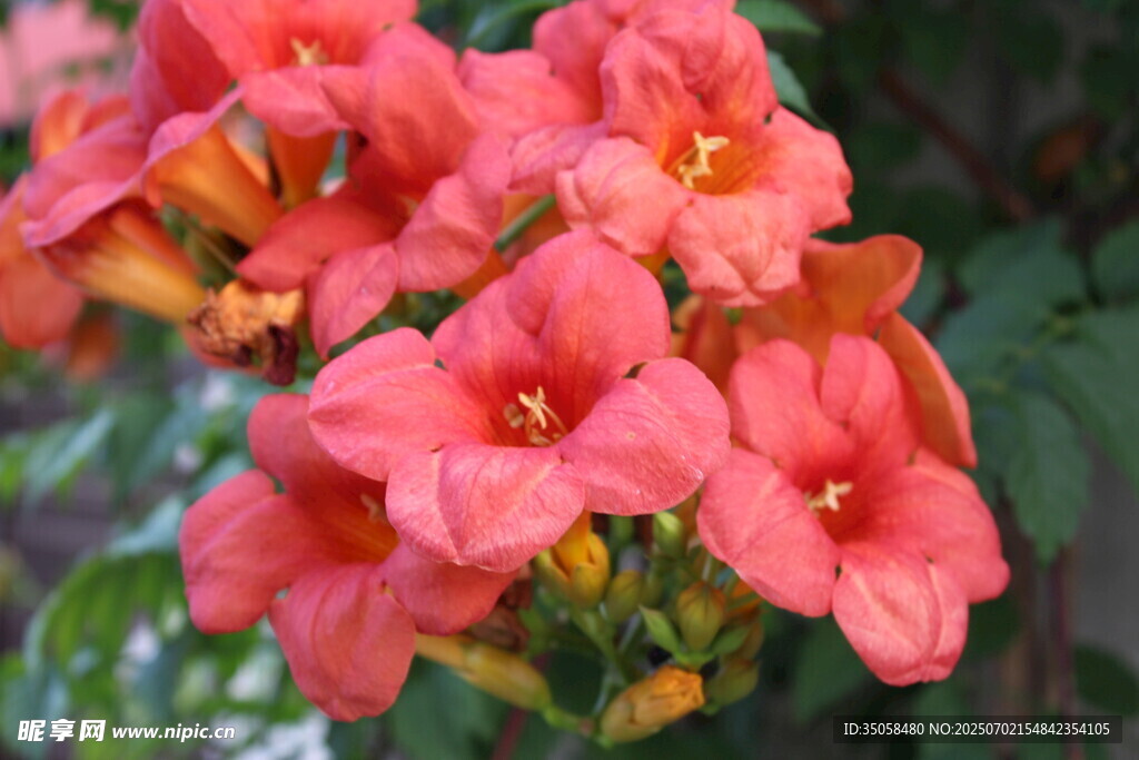  凌霄花